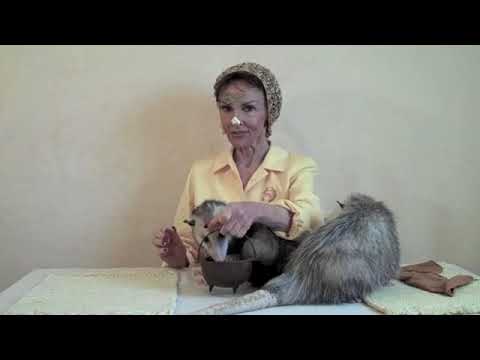 A Proper Opossum Face Off