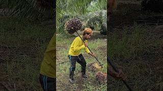 Amazing! The Most Unique Palm Fruits In The World - Palm Fruits Cutting Skills