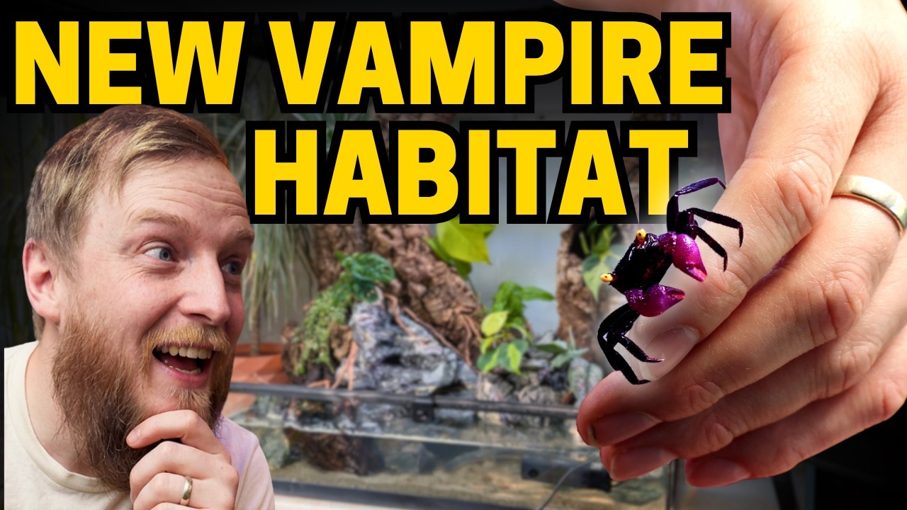 My Most Detailed Vampire Crab Build. Paludarium setup (EP1 Waterfall, Wood, Rocks & Plans)