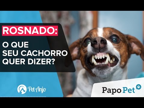 Vídeo: Por Que O Cachorro Olha Para O Vazio E Rosna