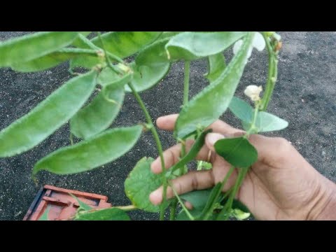 உணவு காட்டில் மரபு ரக அவரைக்காய் வகைகள்| அறுவடை| Broad bean Diversity at Do nothing farming |Harvest