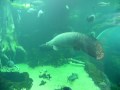 栃木県なかがわ水遊園　世界最大級の淡水魚・ピラルクー2