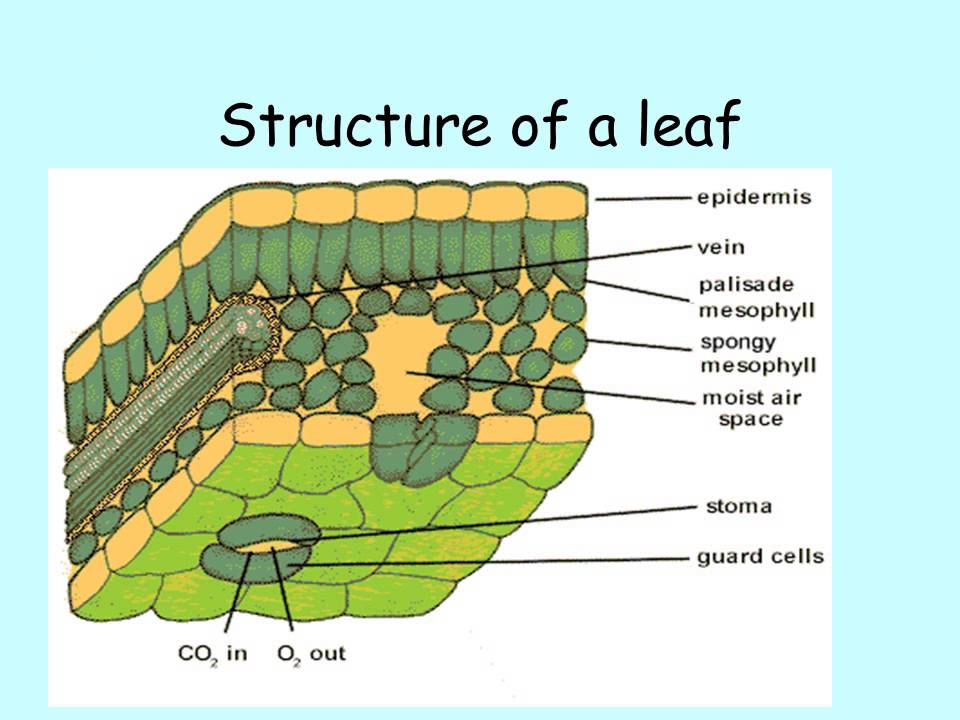 Leaf Structure And Photosynthesis