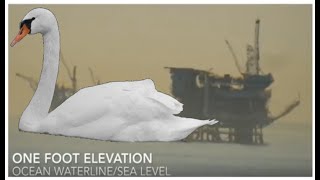 Harrys Magical Magnified Nonrefracted Black White Swan - Pop Gun In His Arsenal