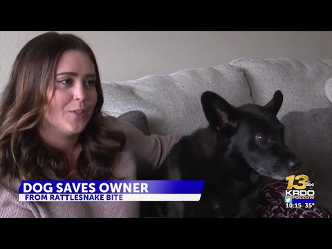Colorado Springs woman saved from venomous rattlesnake bite by her dog 'Rizzo'