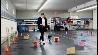 Boston Terrier’s Rally Obedience Class Graduation by Poppy the Boston Terrier  553 views 10 months ago 3 minutes, 17 seconds