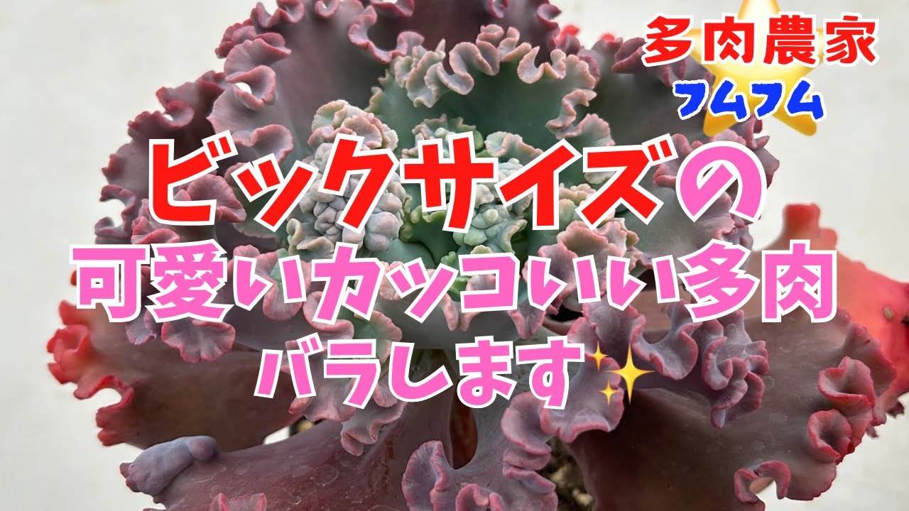 多肉植物】ビックサイズ‼️‼️ゴルゴンズグロット バラしてみ