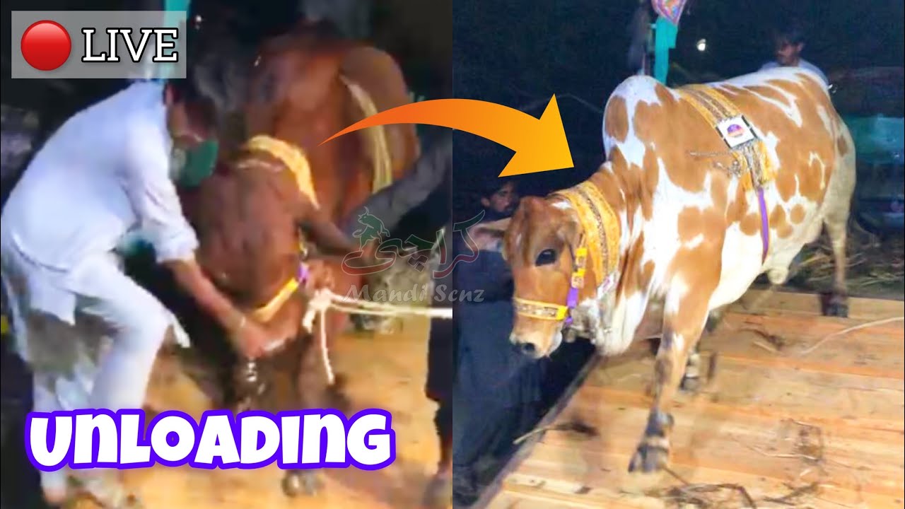 Live Unloading 🔴LIVE UNLOADING KK HOUSE😍GUDDU & DABBU ️ZARRAR CATTLE FARM💖 - YouTube