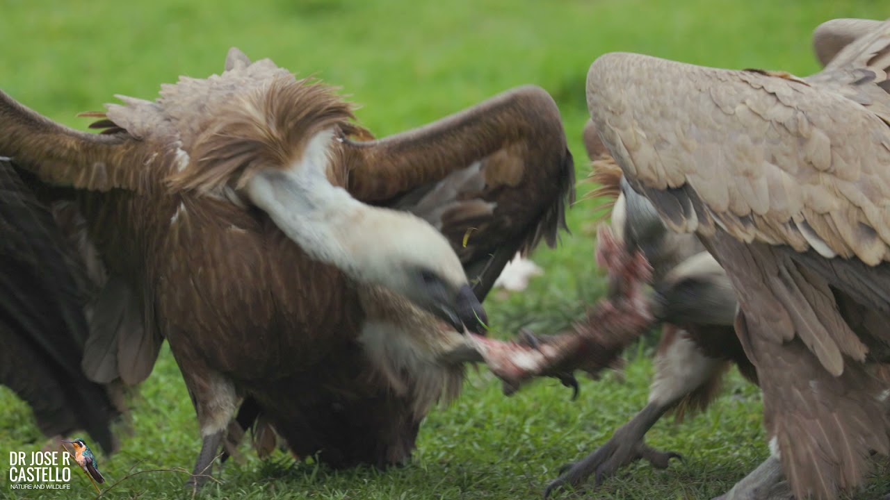 Canon R6: Griffon vulture (Gyps fulvus) in Segovia (Spain)