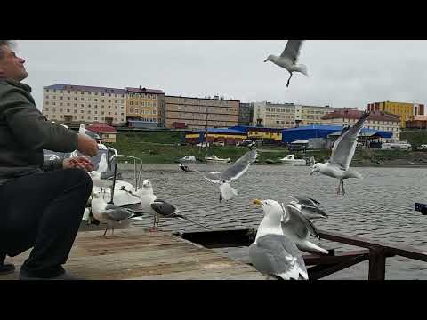 Завтрак от Моремана. 🤗 14 июля 2022 года. Река Казачка. Город Анадырь Чукотка Арктика Дальний Восток