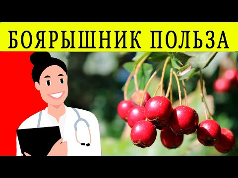 БОЯРЫШНИК ПОЛЬЗА И ВРЕД | можно ли есть боярышник? вред боярышника, польза боярышника