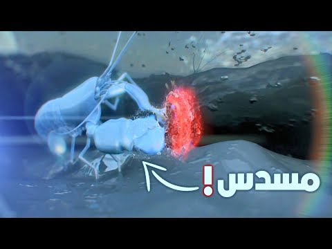 فيديو: من يصنع قذائف السرطان الناسك؟