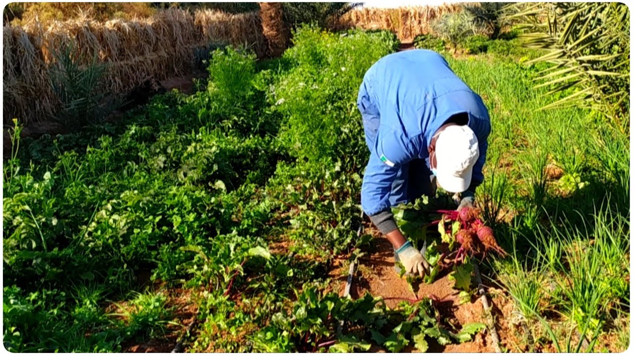 من أرض الصحراء إلى طبق صحي 🥗 | نزع الشمندر لتحضير سلطة لَارضوف