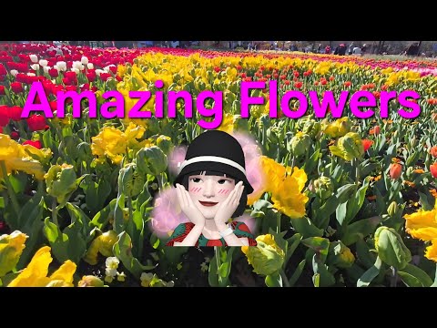 Colorful Flowers and Tulips bloom together🌹🏵 #satisfying #flowers #tulips #garden #colorful #enjoy