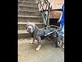 How To Make A Doggy Wheel Chair #2, Everything Bought & Cut