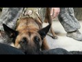 Delta Military Dogs 24 months.. Training security dog building , OBEDIENCE TACTICAL Delta Military Dogs 24 months.. Training security dog building , OBEDIENCE TACTICAL