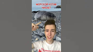 Как чихают морские котики #Shorts