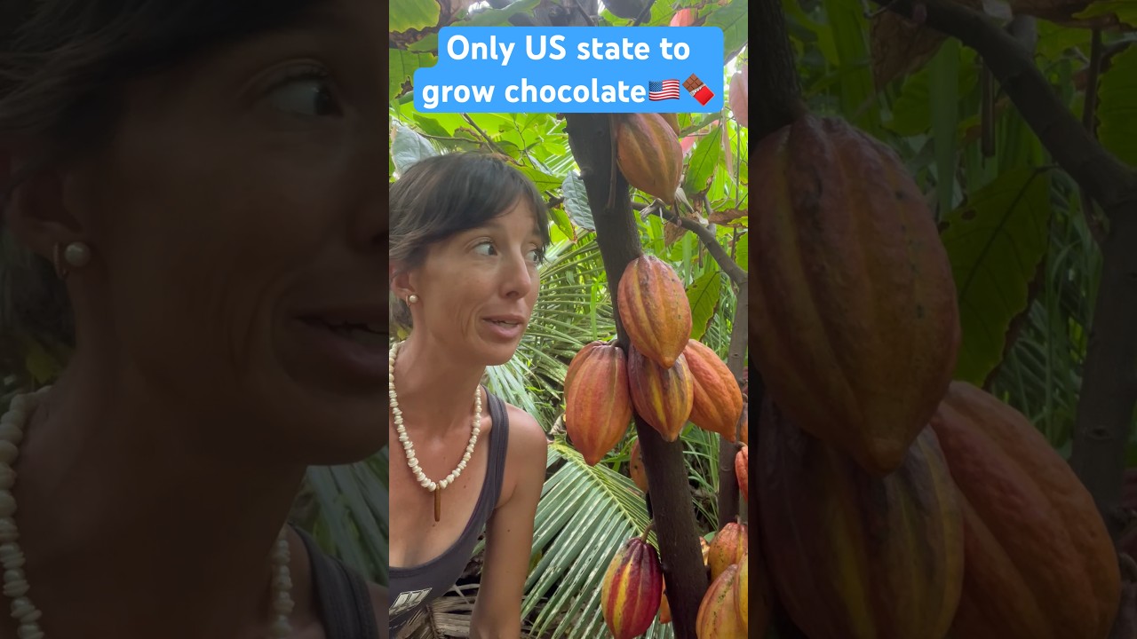 Гавайи находятся в 20-градусном поясе произрастания какао-деревьев, и мы делаем отличный шоколад!🇺🇸