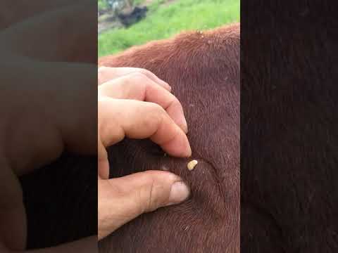 Vídeo: Com controlar els cucs de larva?