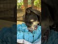Suki video