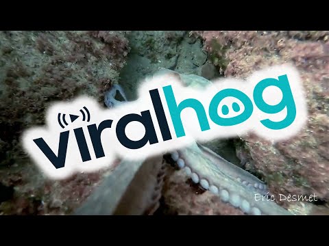 Octopus Lashes Out At Paparazzi || ViralHog