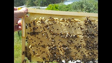 Beekeeping - Checking a Nuc Hive for Queen Cells