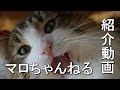 【マロちゃんねる紹介動画】ハートフルメッセージ