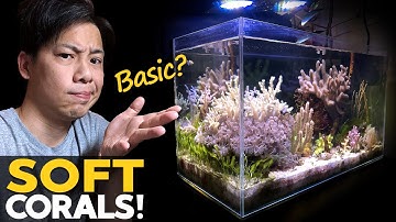 My BASIC Reef Tank 🚽 Soft Corals, Macro Algae, Mangrove Tank Update!! (details in desc)