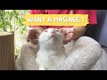 Meow!  My Cat got a relaxing head massage