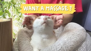 Meow!  My Cat got a relaxing head massage by The Shaw Cats 44,850 views 3 years ago 2 minutes, 52 seconds