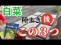【白菜】種まき後にすべきことはこれです