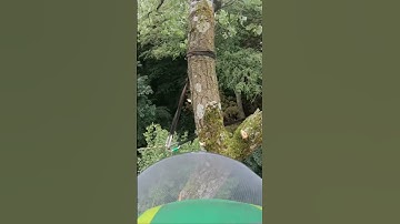 Reality of Tree work (Don