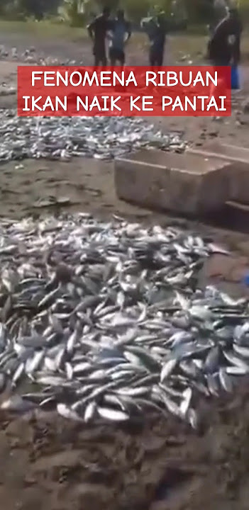 Download lagu UPDATE! RARE PHENOMENON, THOUSANDS OF FISHES RISE TO THE COAST #fish #phenomenon #shorts