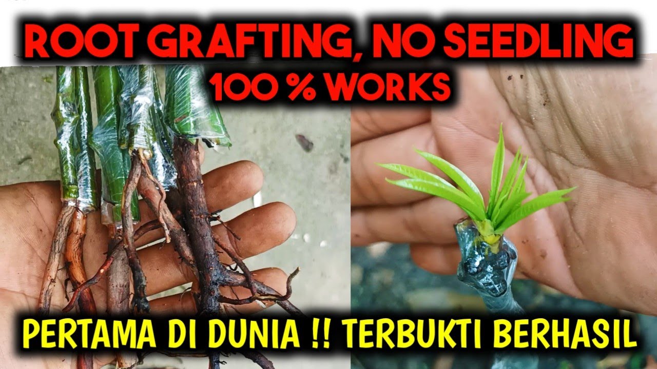ILMU BARU LAGI NIH ‼️ ROOT GRAFTING TANPA SEEDLING TERBUKTI 💯% BERHASIL - SAMBUNG AKAR MANGGA
