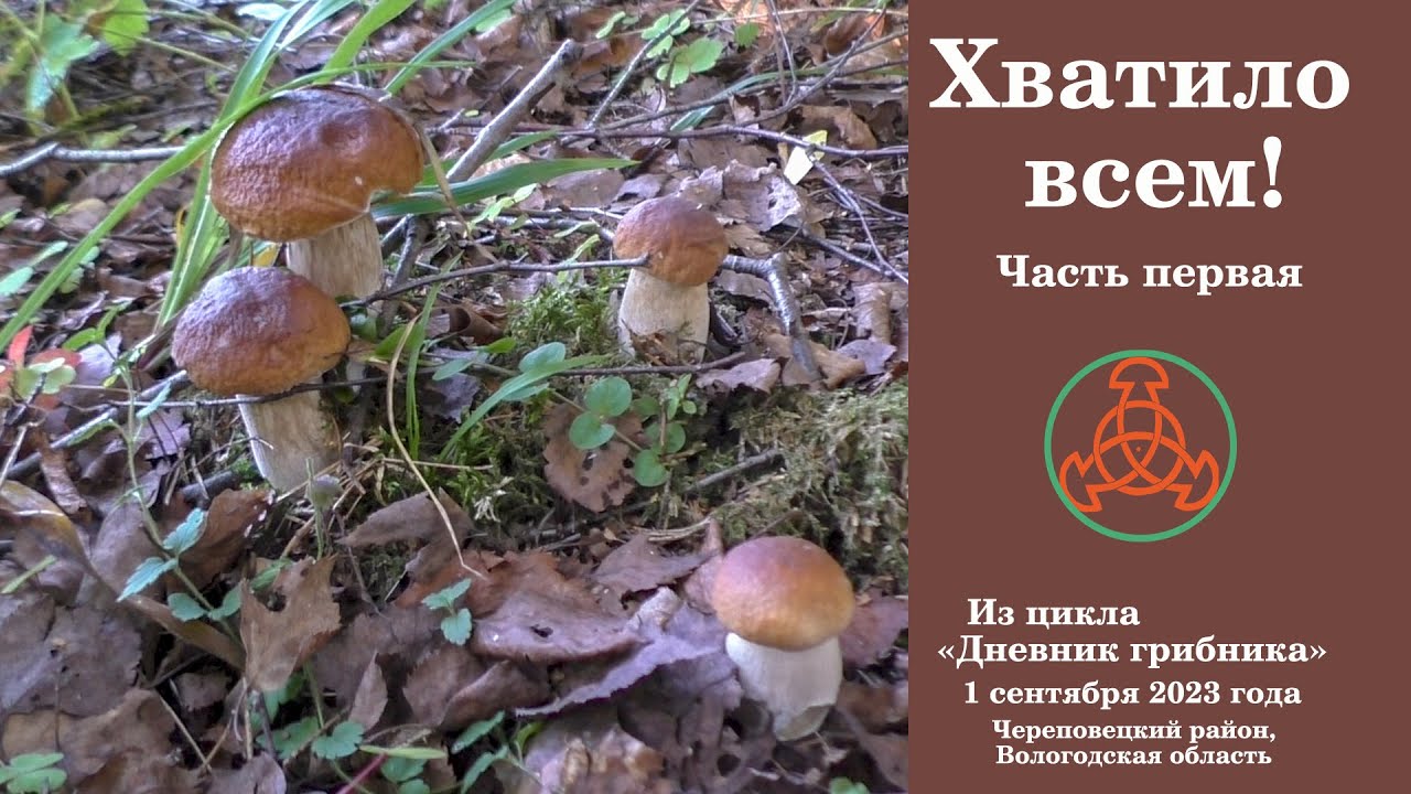 Белых грибов, подберёзовиков, белых и груздей хватило всем! 1 сентября 2023 года