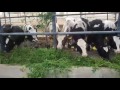 جولة داخل آحد مزارع تسمين عجول  الآبقار( فى مصر)