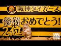 今年も阪神はダメでした。とても残念です。ハゲそうです。【ハムスター】/The Tigers I love are very weak. I lost this year as well.