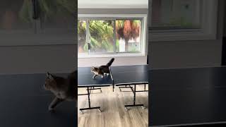 Cat Interrupts Game By Attempting To Grab Ball