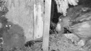 Kassikakk Eagle Owl~Hugo brings a duckling Owlet swallows it~