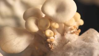 Nebraska Mushroom