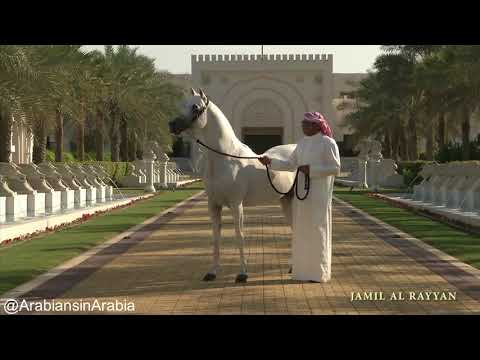 Al Rashediah Stud , Arabian horses