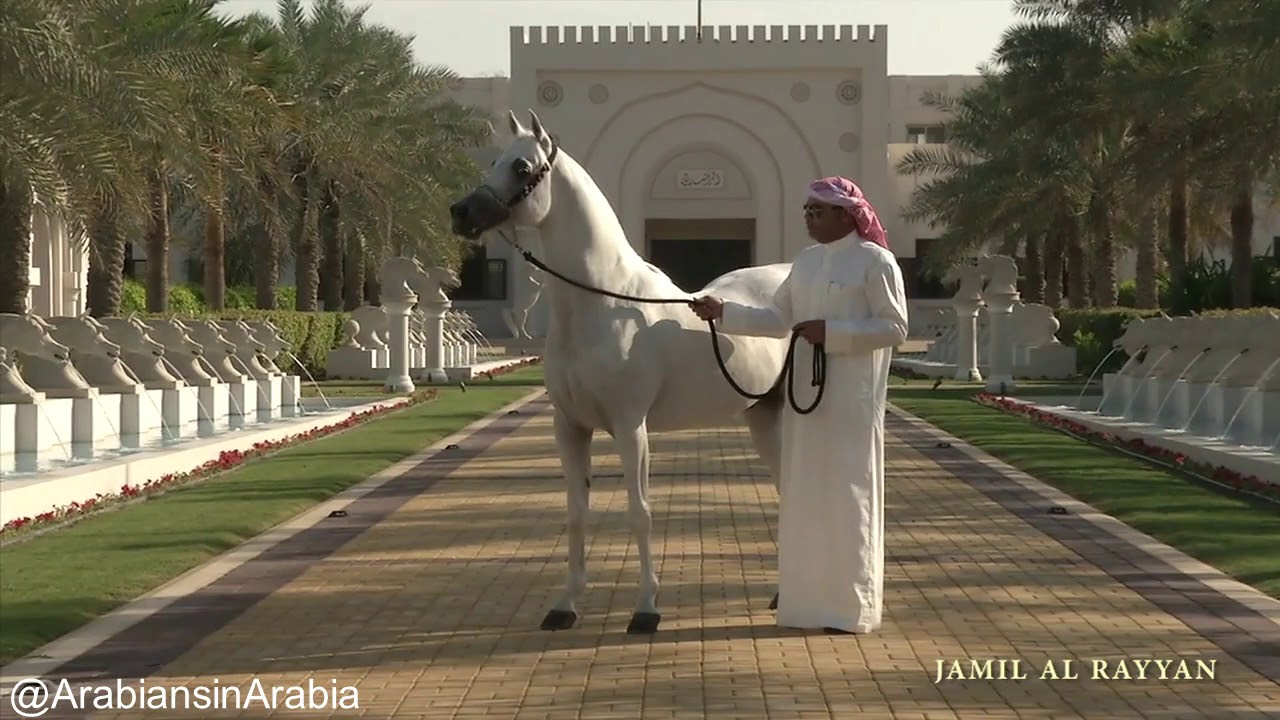 Al Rashediah Stud , Arabian horses