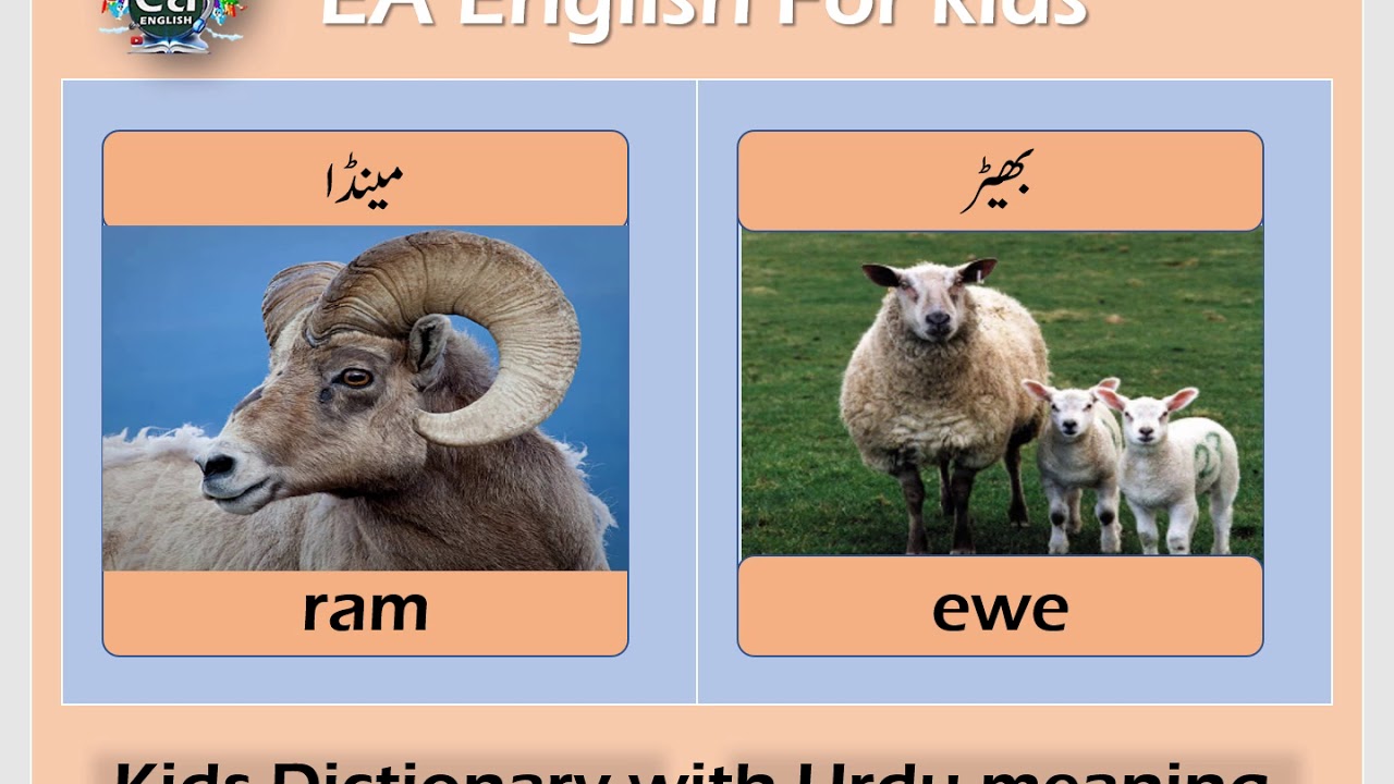 Ram Ewe meaning in Urdu Hindi Definition Pronounce Pronunciation of -  Picture Dictionary - YouTube