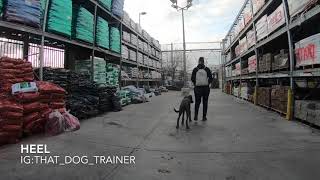 Cane Corso Pitbull Mix 'Blue' l Incredible Transformation l Hampton Roads Dog Trainers