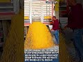 트럭에서 쏟아지는 황금빛 곡물 #worker #process #agriculture #loading #truck