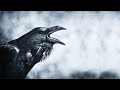 The raven a shamanic spirit animal meditation music