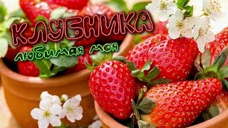 КЛУБНИКА - любимая моя! КЛУБНИКА - любимая моя!