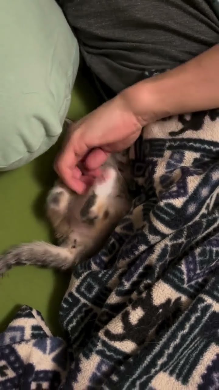 Très drôle le petite chaton