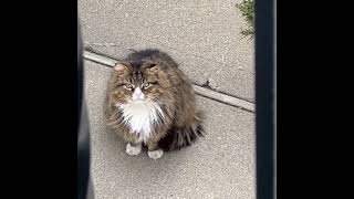 Eksperimen Baterai - Hari Ke - 12 - Kucing 😻🔋 Resimi