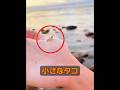 タコは一度に何個の卵を産むことができるのか? #自然 #動物プロダクション #animals #動物 #癒し